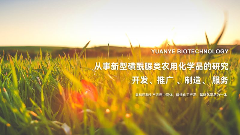 实验室塑料耗材：如何选择合适的批发方案？**